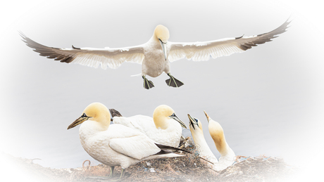 Landing Jan van Gent