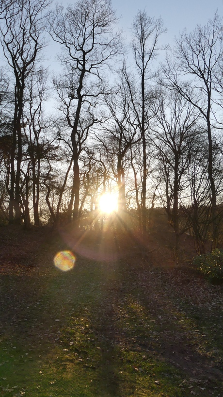 zon tussen de bomen 