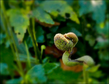 de natuur..............................