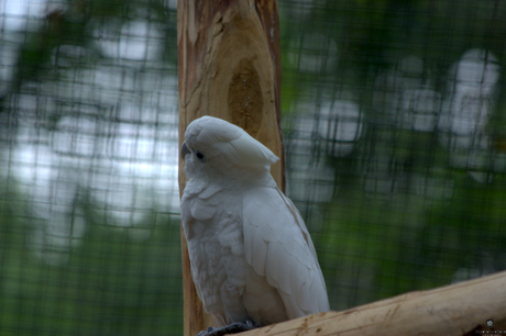 witte pappagaai was stijf