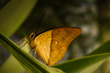 Archaeoprepona amphimachus