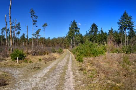 Boswandeling. 