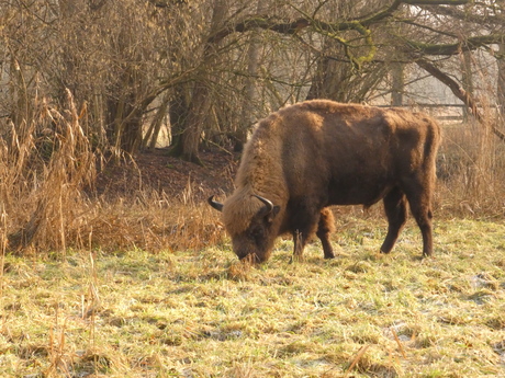 Wisent