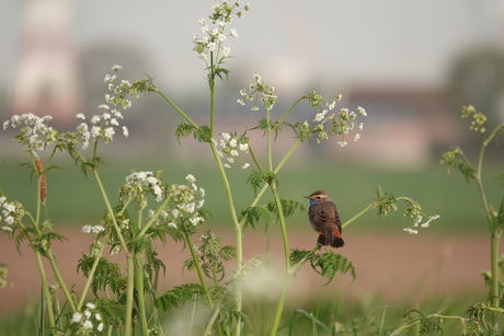 Blauwborstje in het fluitenkruid