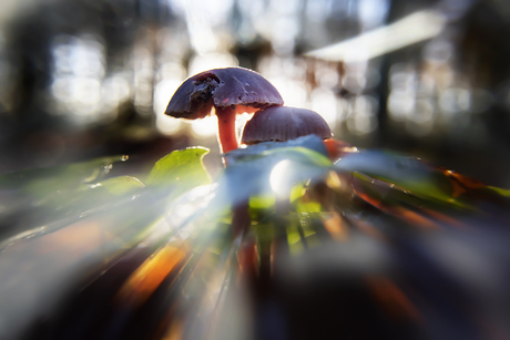 hallucinerende paddenstoel 