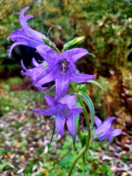 paarse bloem 
