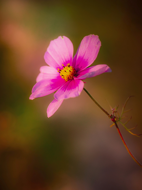 Cosmea in het licht van de nazomer