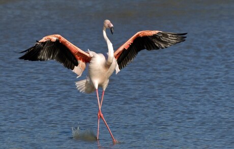 Flamingo.