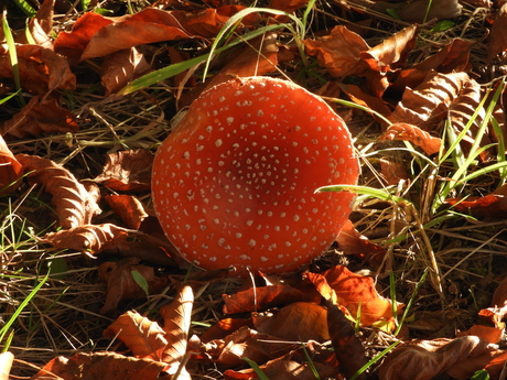 Romeinse wiel in Heumensoord