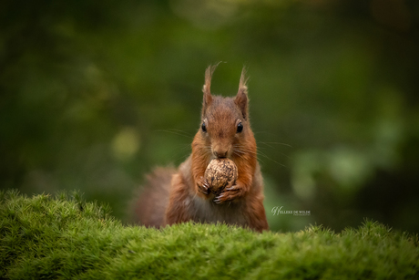 Morning Snack