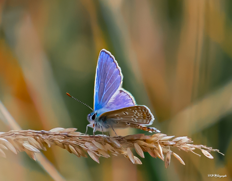 icarus blauwtje