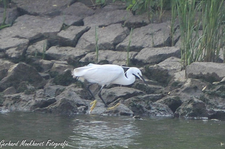 Kleine Zilverreiger