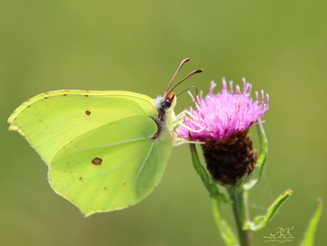 Citroenvlinder