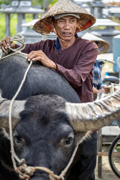 Man met waterbuffel