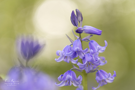 Wilde hyacint (Hyacinthoides non-scripta)