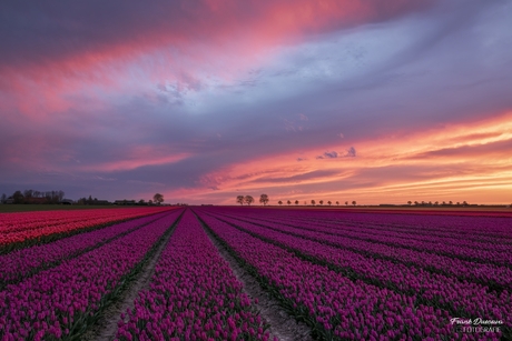 De zon gaat onder boven de tulpenvelden.