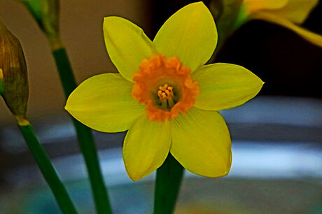 Narcis