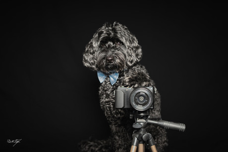 Paws, Click, Repeat  Photography with a Paw-sonal Touch!