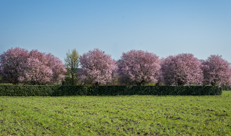 Volgens mij is het lente.
