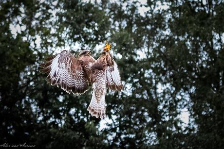 Buizerd