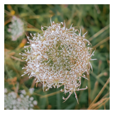 "De Breekbare Elegantie van de Natuur"