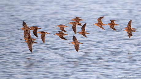 Watersnippen scheren over het water