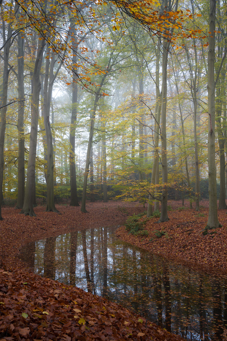 Herfst reflecties