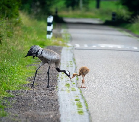 Kraanvogels met jongen