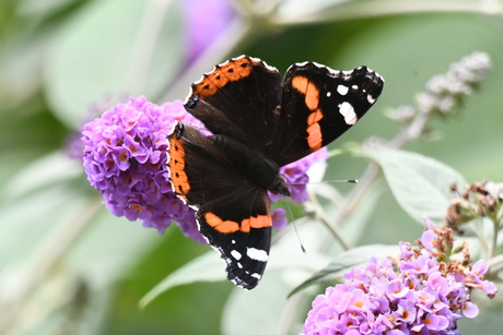 Vlinders in de tuin