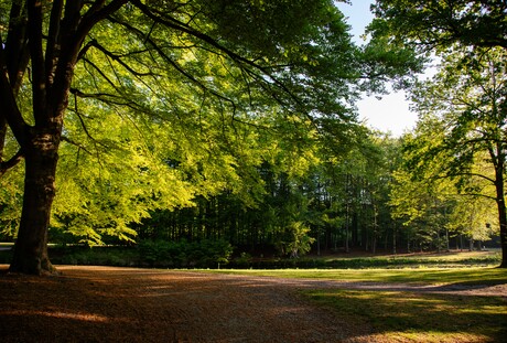 Lente 