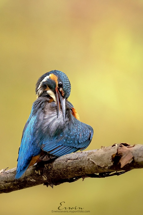 Ijsvogel met zonnige achtergrond