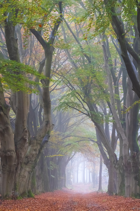 Herfst op de Sallandse Heuvelrug 