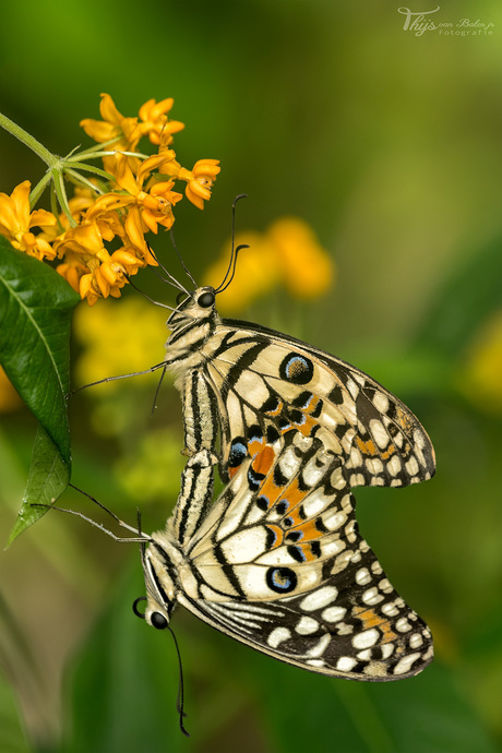 Limoenvlinder (Papilio demoleus)