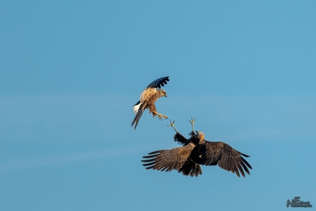 Baltsvlucht Kiekendieven