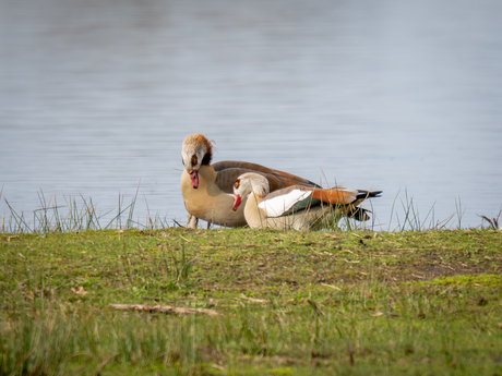 Liefkozing achteraf 