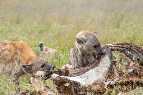 Samen eten