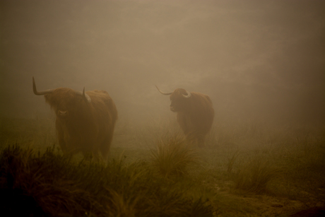 Schotse hooglanders in de mist