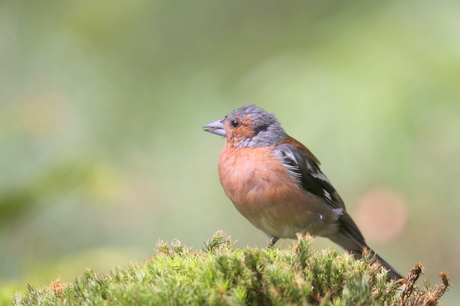 Vink