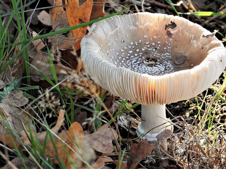 Witte Kelk paddenstoel