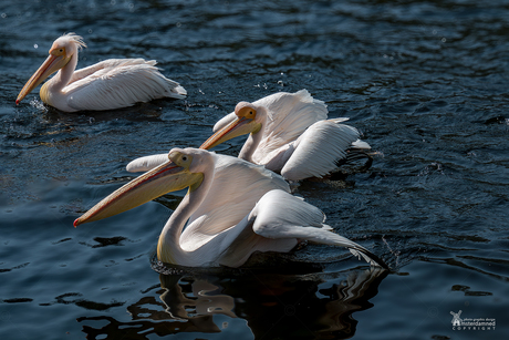 Avifauna