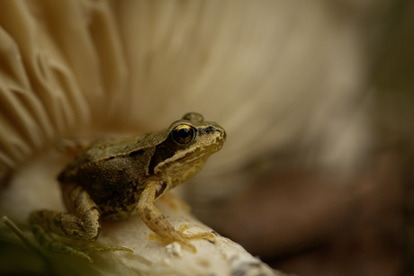 Een sprookjesachtig rustmoment