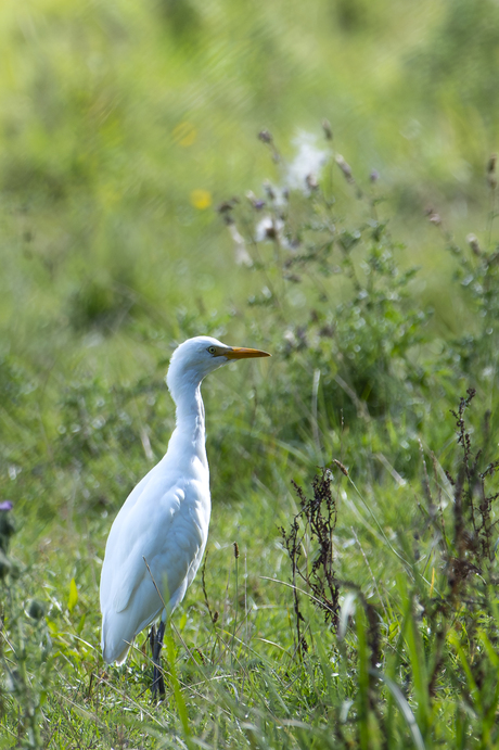 Koereiger