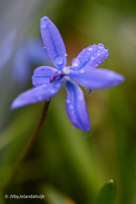 De Lente is in aantocht