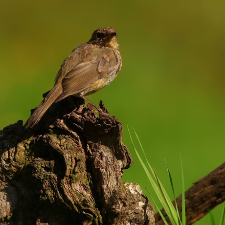 Roodborstje juveniele 