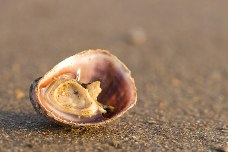 Oosterschelde_06