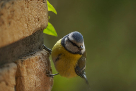 Pimpelmeesje!🐦💛😃