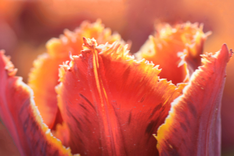 Close up van een tulp