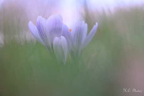 ✶✮✶✮ Sρɾιɳɠ αɯαƙҽɳʂ ✶✮✶✮