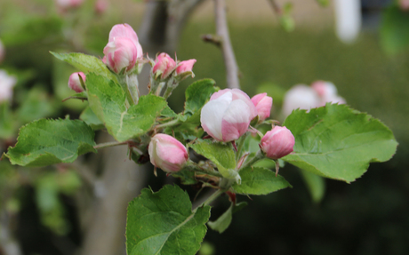 appelbloesem