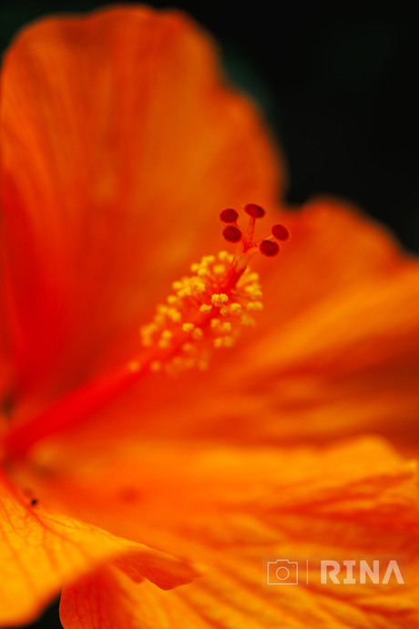 Details in de hibiscus